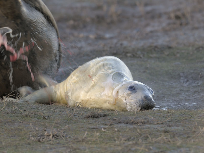 Birth of a grey seal (4)