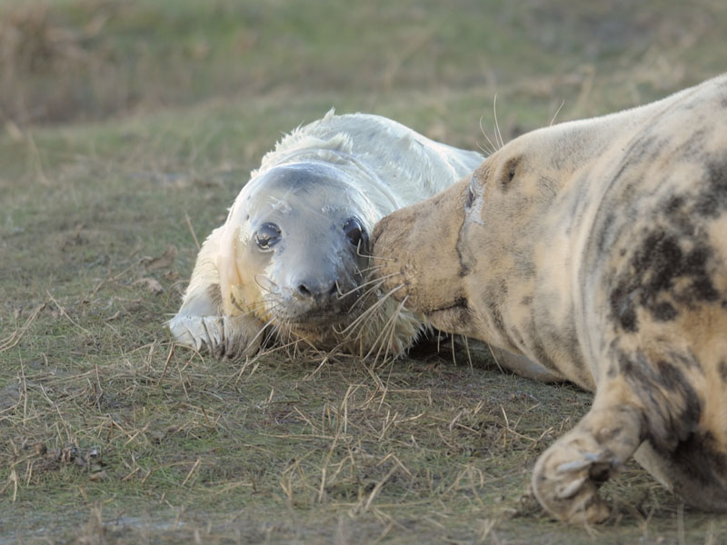 Birth of a grey seal (5)