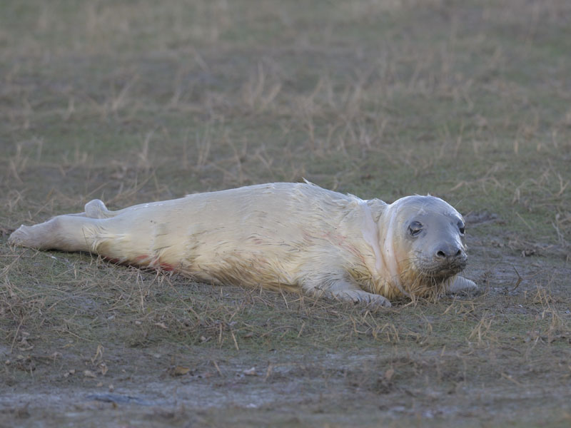 Birth of a grey seal (6)