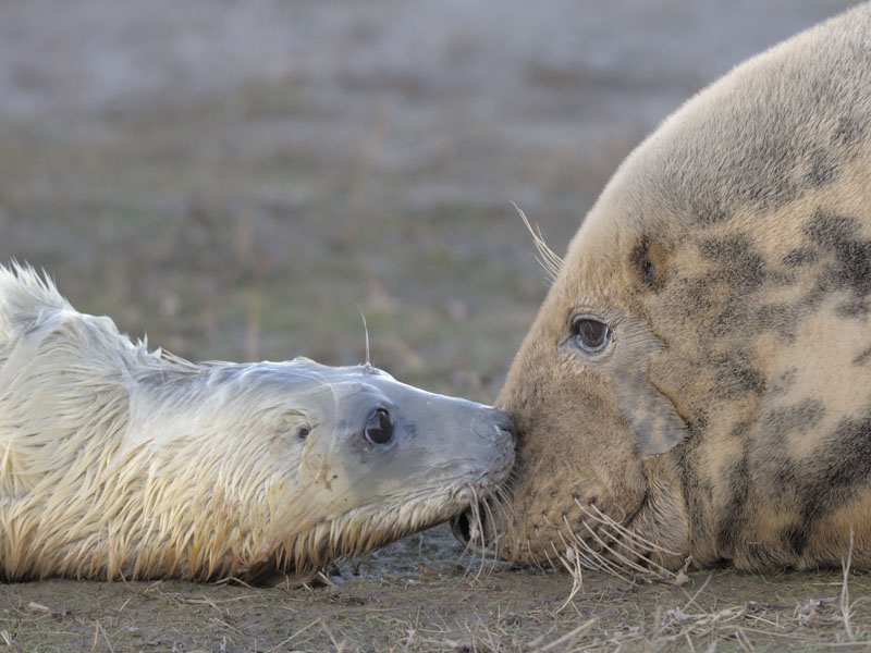 Birth of a grey seal (7)
