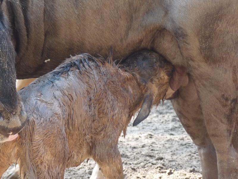 Birth of a Wildebeest
