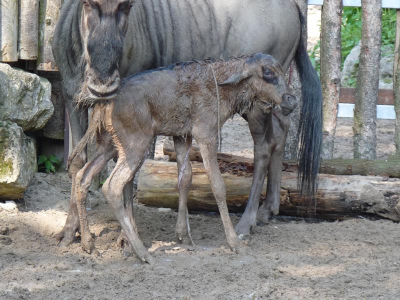 Birth of a Wildebeest