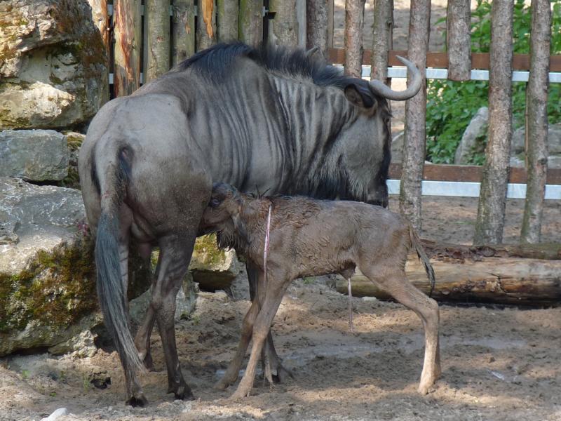 Birth of a Wildebeest