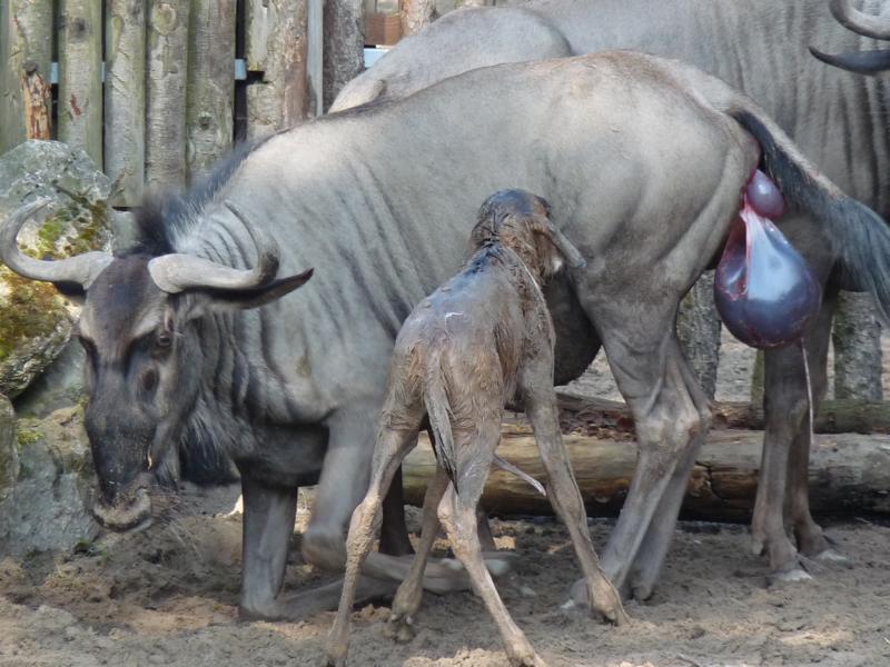 Birth of a Wildebeest