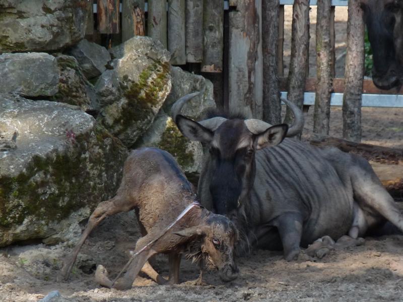 Birth of a Wildebeest