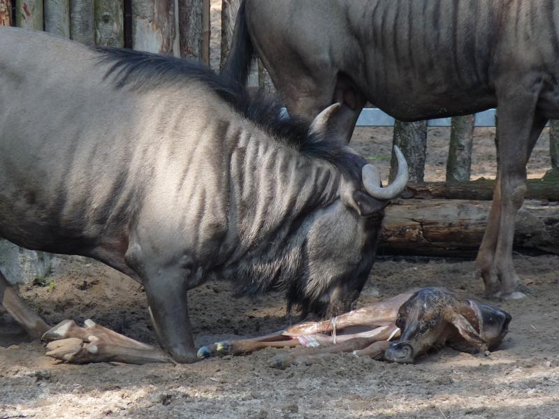 Birth of a Wildebeest