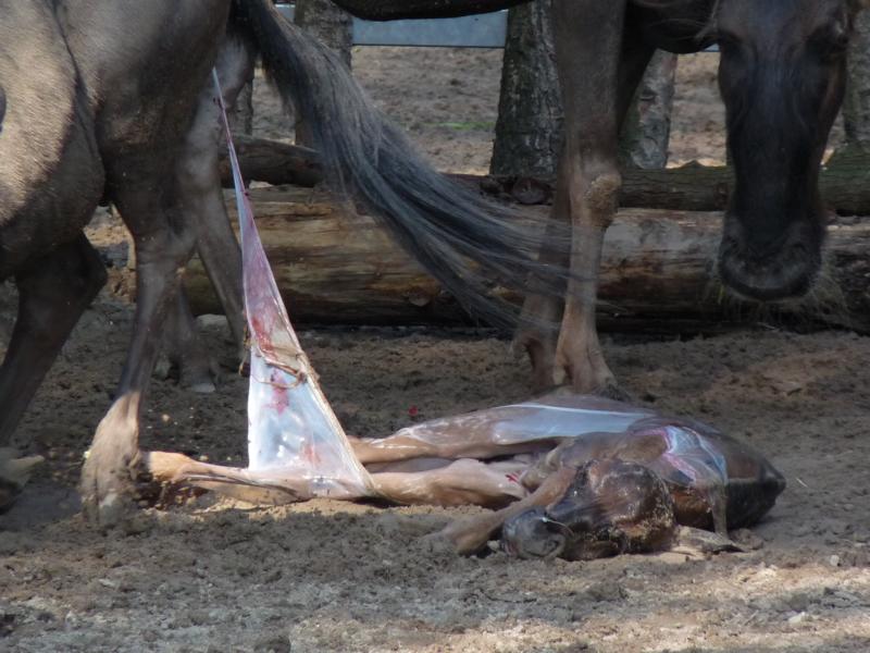 Birth of a Wildebeest