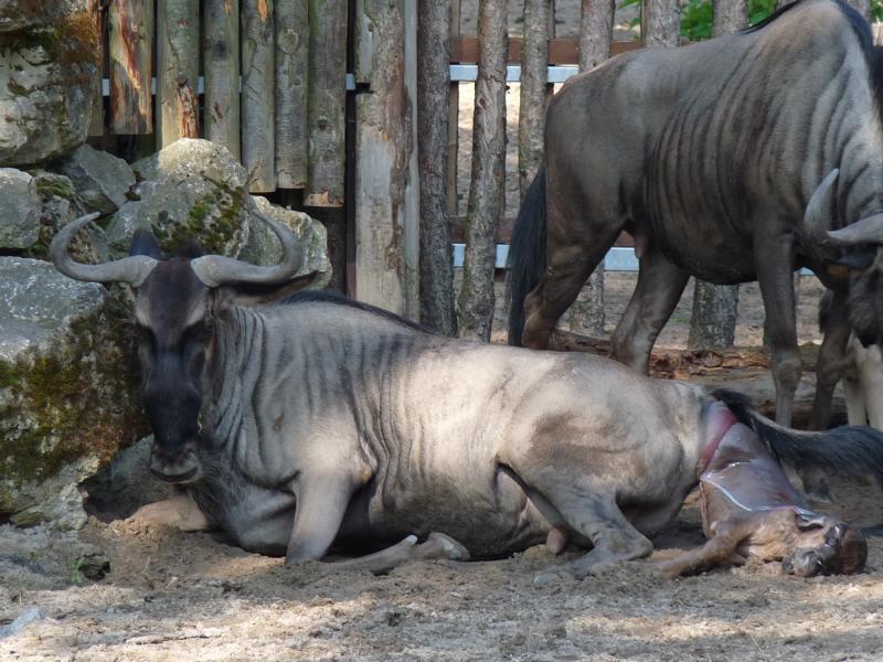 Birth of a Wildebeest