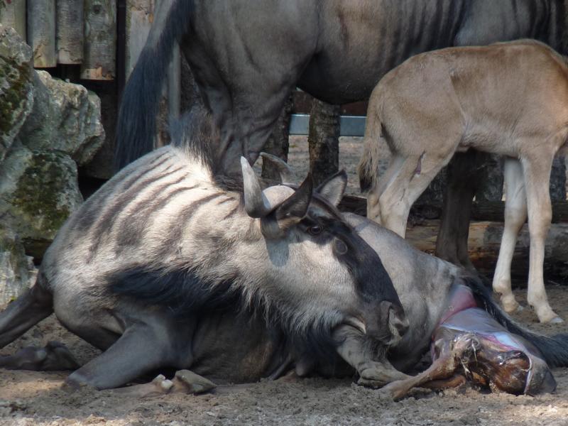 Birth of a Wildebeest