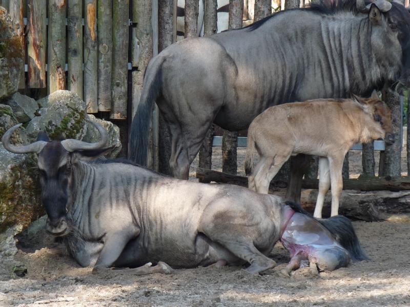 Birth of a Wildebeest