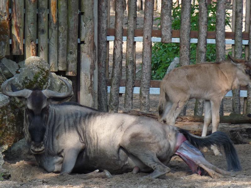 Birth of a Wildebeest