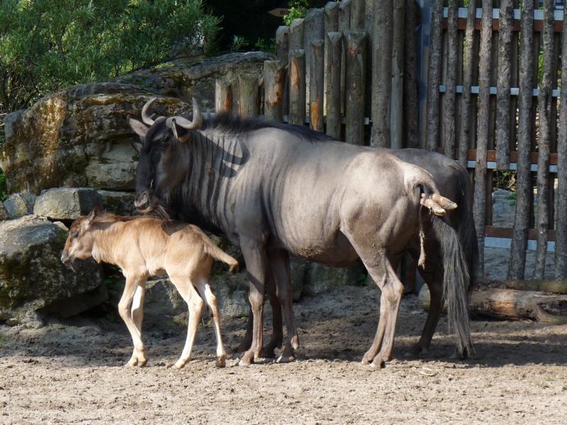 Birth of a Wildebeest
