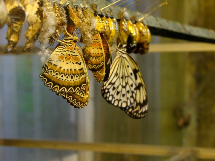 Birth of butterflies
