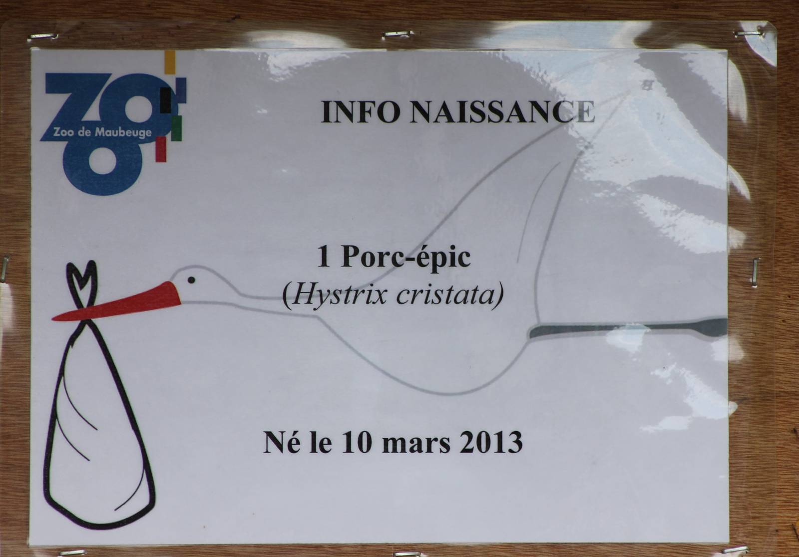 Birth-sign African crested porcupine