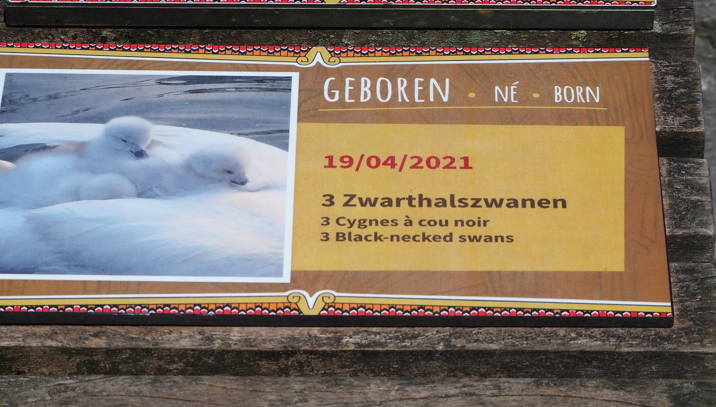 Birth sign Black-necked swan cygnets, 2021-06-01