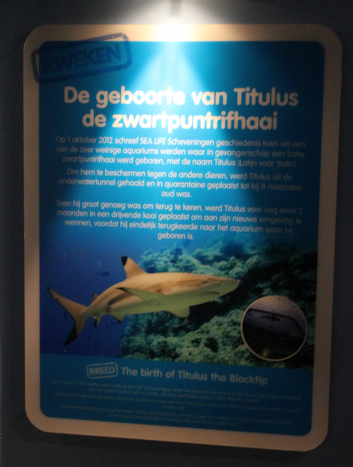 Birth-sign Blacktip Reef shark