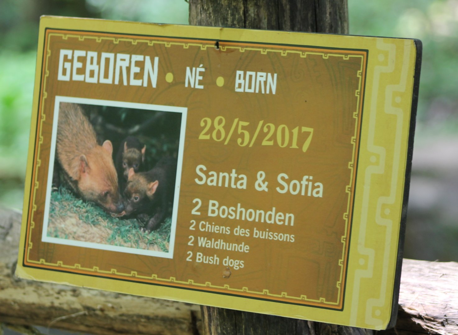 Birth-sign Bush dogs