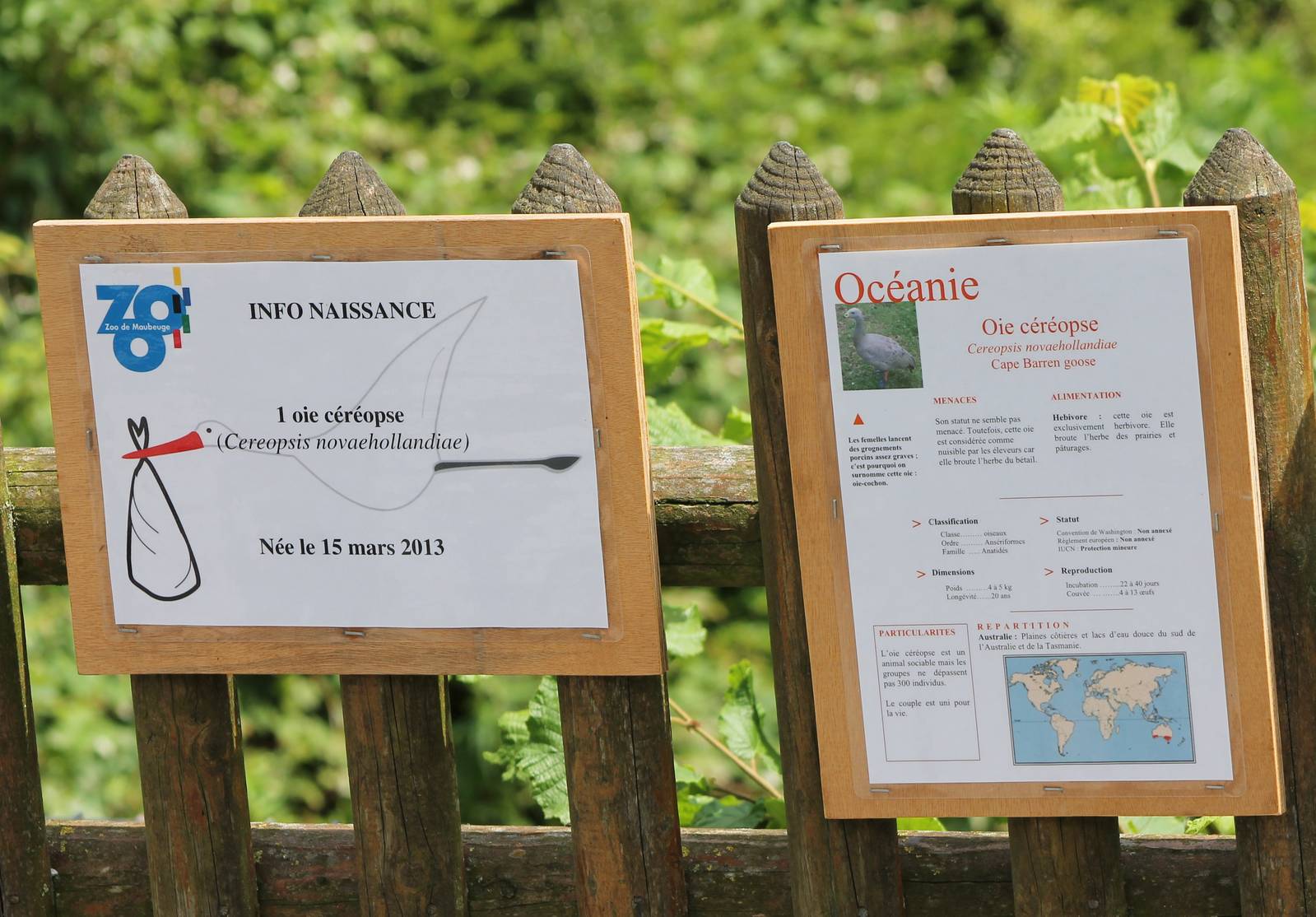 Birth-sign Cape Barren goose