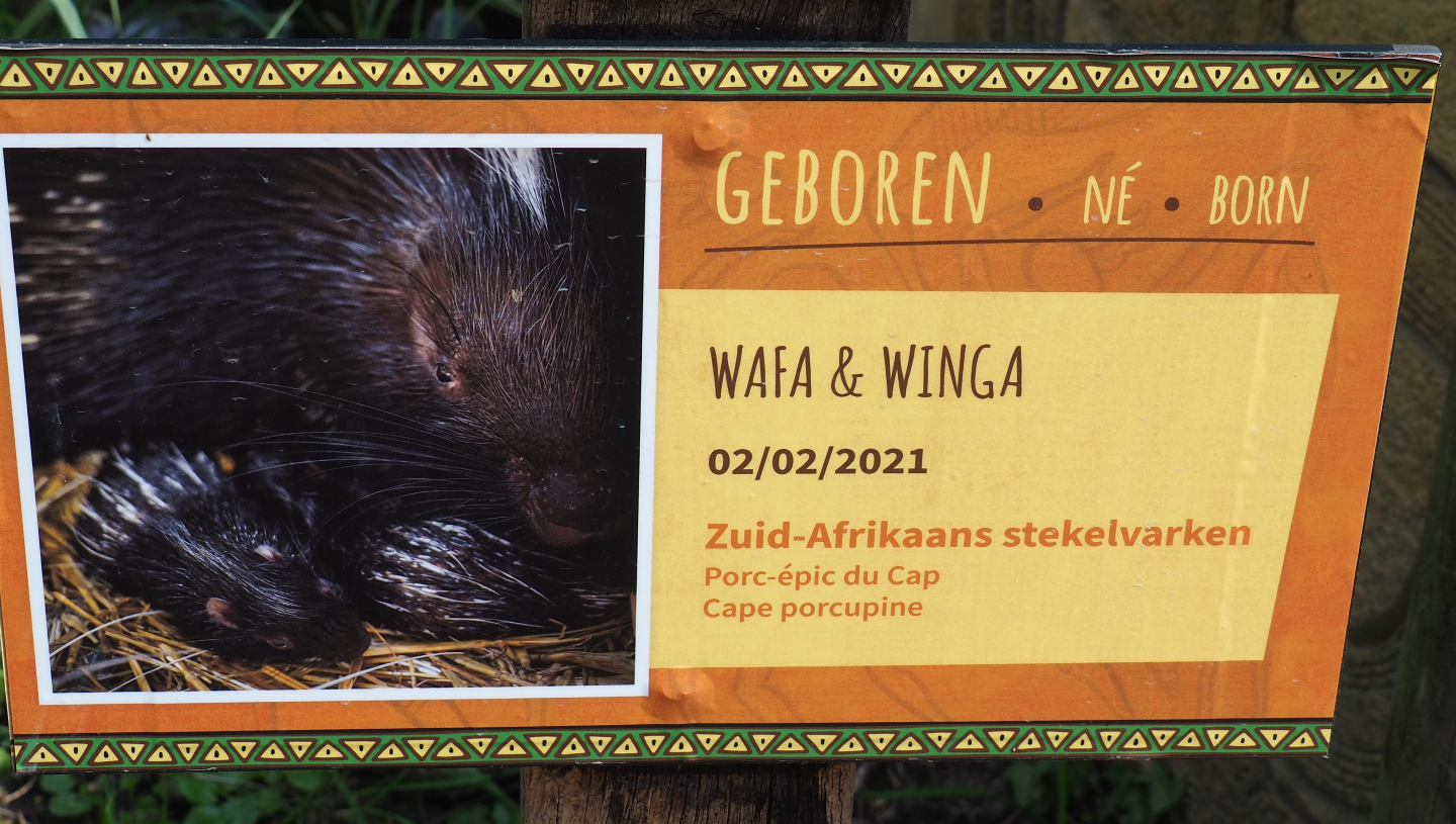 Birth sign Cape porcupines, 2021-04-20