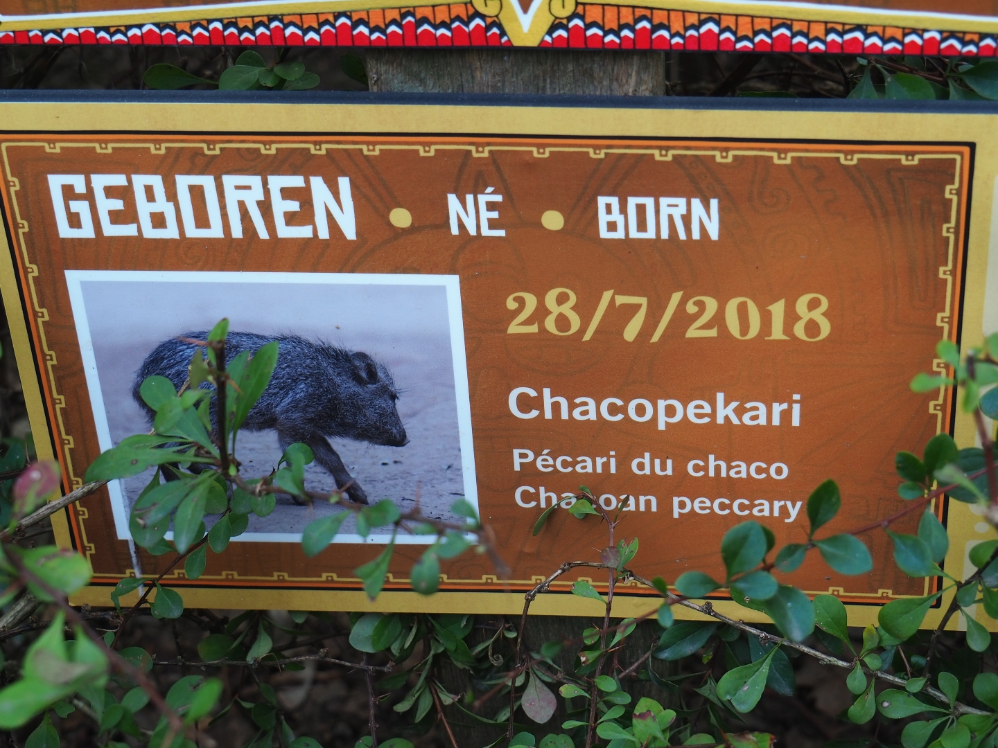 Birth sign - Chacoan peccary born July 28th, 2018