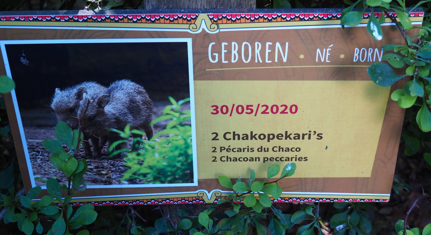 Birth sign Chacoan peccary piglets, 2020-07-21