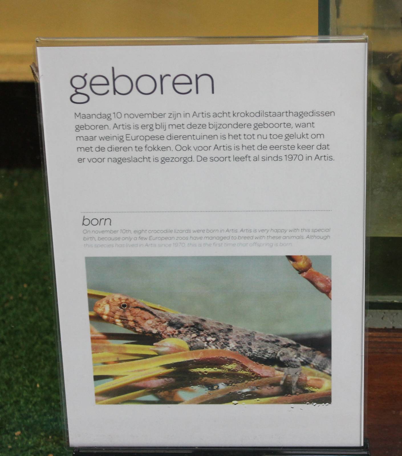 Birth-sign Chinese crocodile lizards