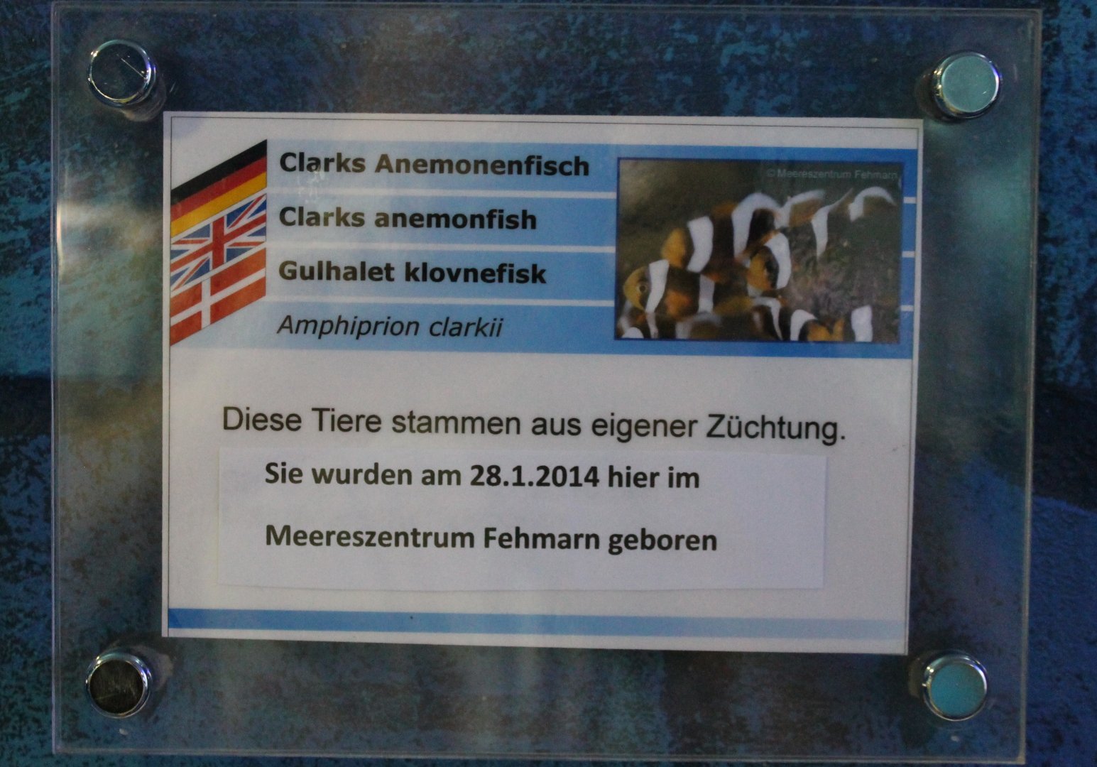 Birth-sign Clark's clownfish