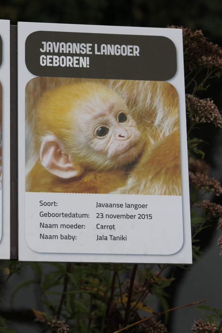 Birth-sign East Javan langur