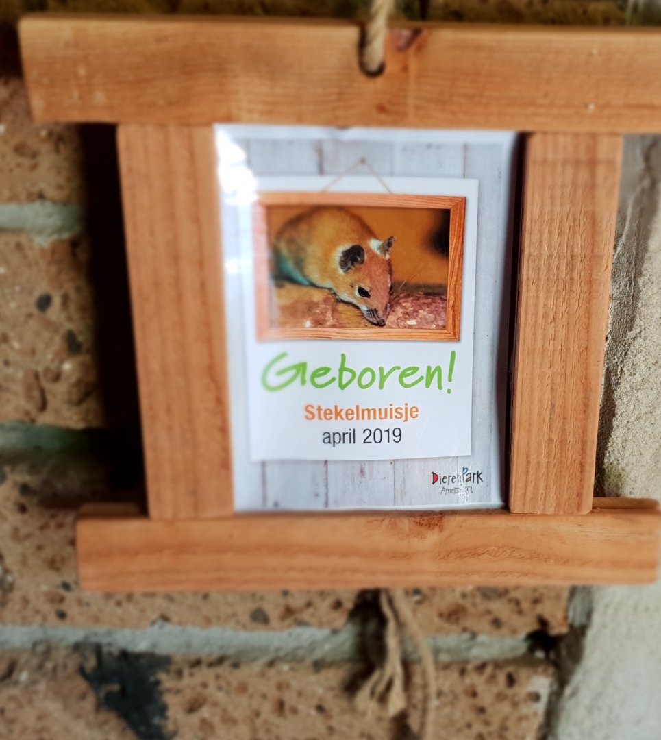 Birth-sign Egyptian spiny mouse