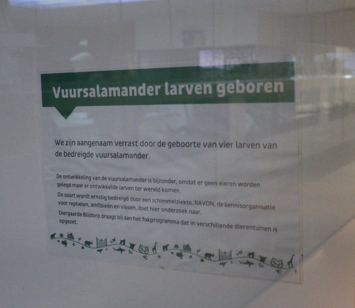 Birth-sign Fire salamanders