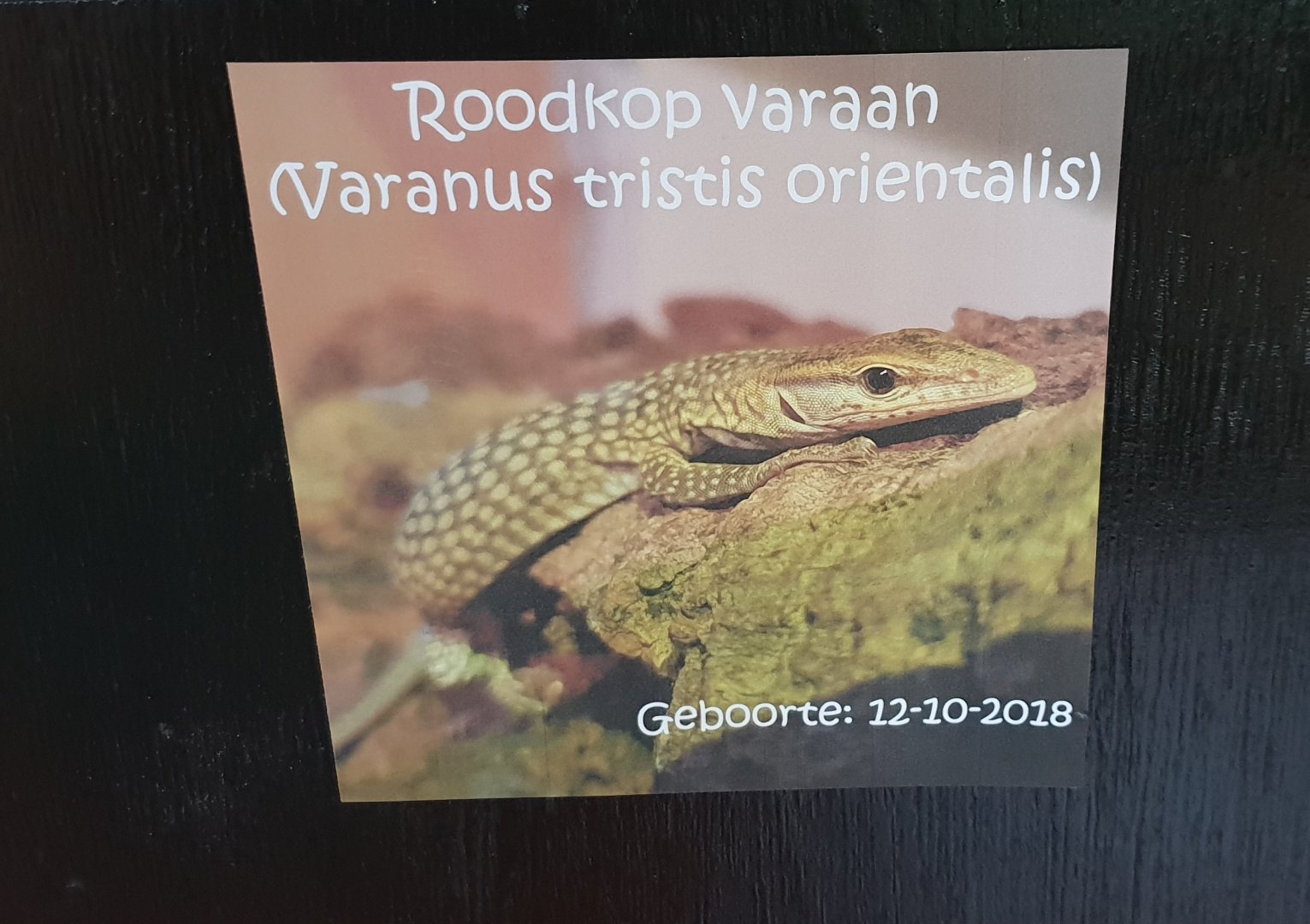 Birth-sign Freckled monitor