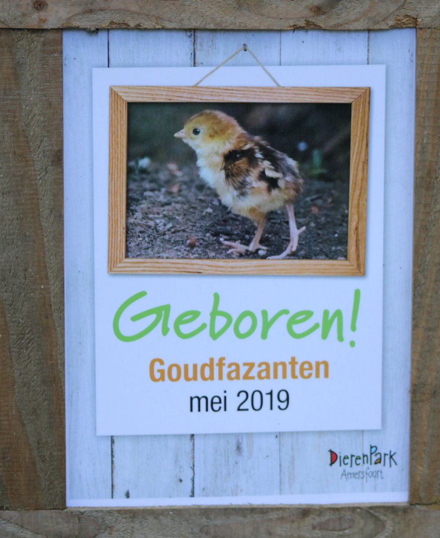 Birth-sign Golden pheasants