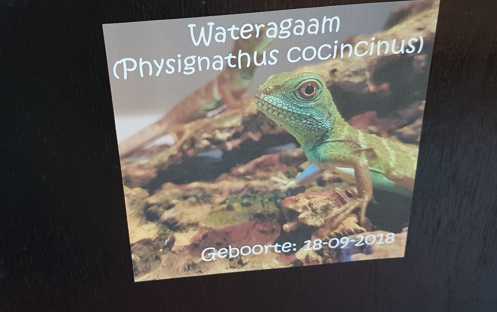 Birth-sign Green water dragon