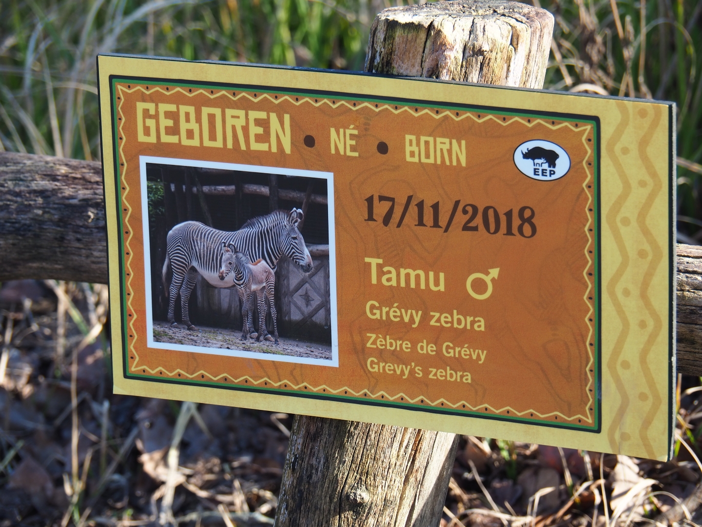 Birth sign Grévy's zebra colt Tamu (Feb 16th, 2019)