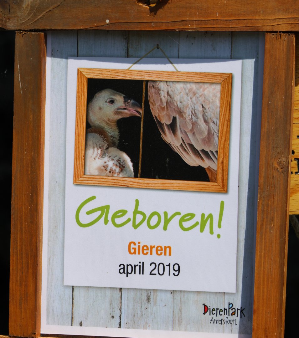 Birth-sign Griffon vulture