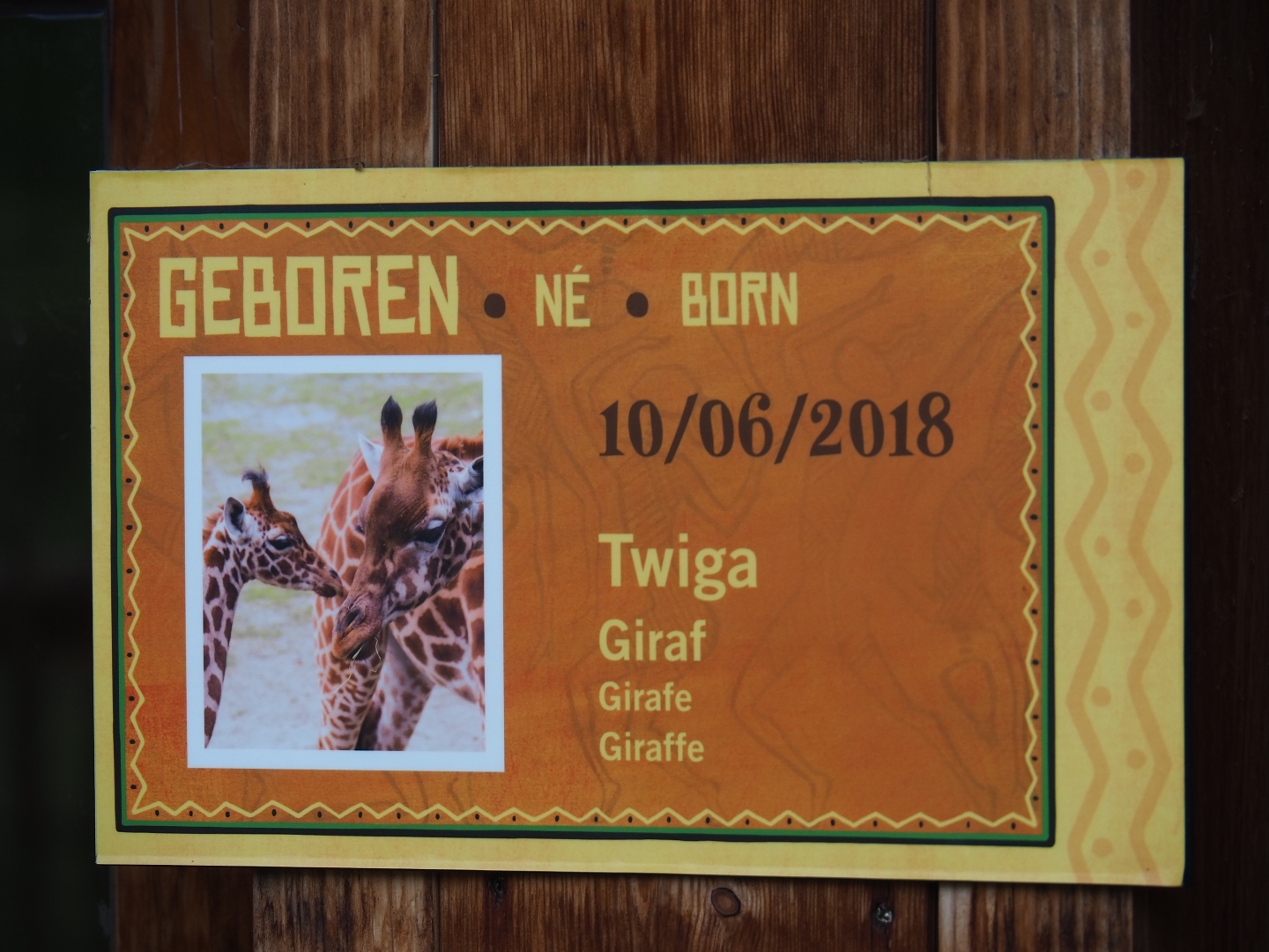 Birth sign Kordofan giraffe (Giraffa camelopardalis antiquorum)