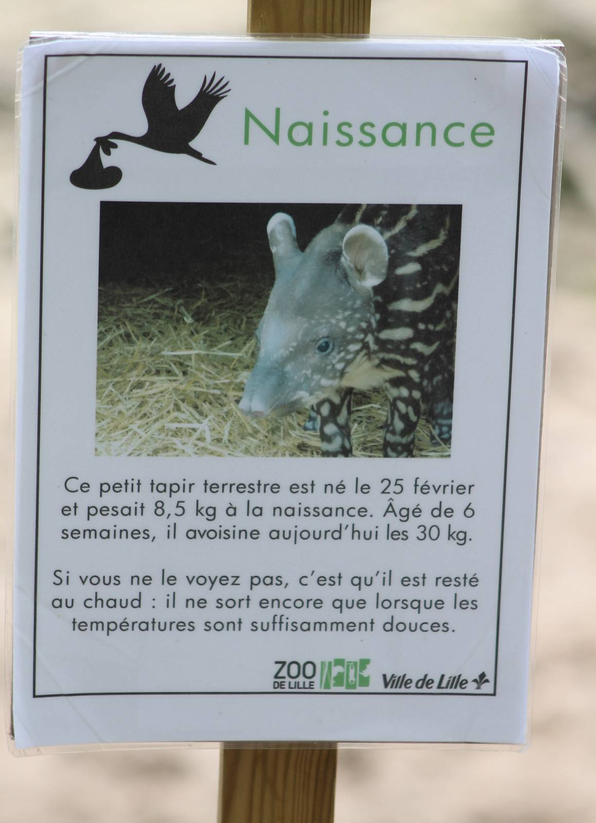 Birth-sign Lowland tapir