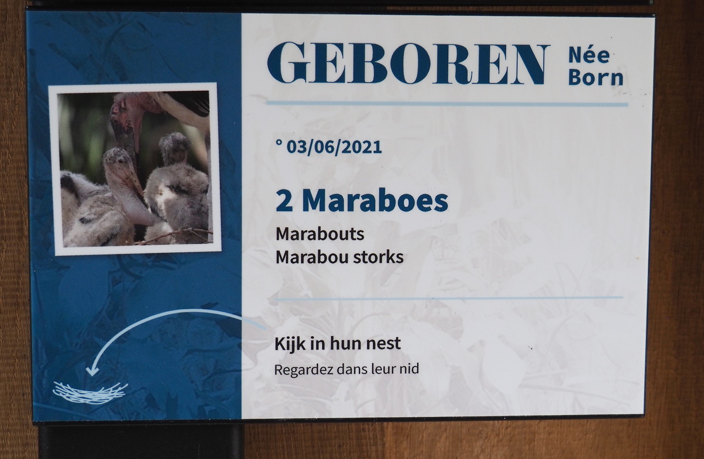 Birth sign marabous, 2021-06-12