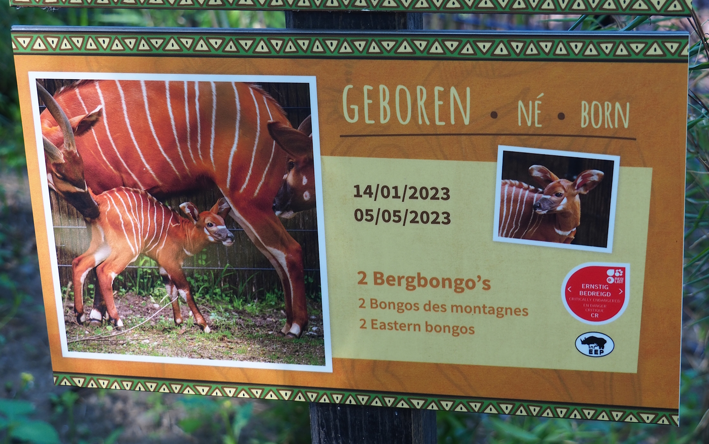 Birth sign Mountain bongo calves, 2023-07-19