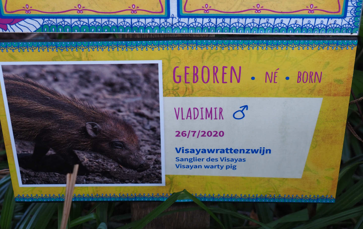 Birth sign Negros VIsayan warty pig Vladimir, 2020-08-15