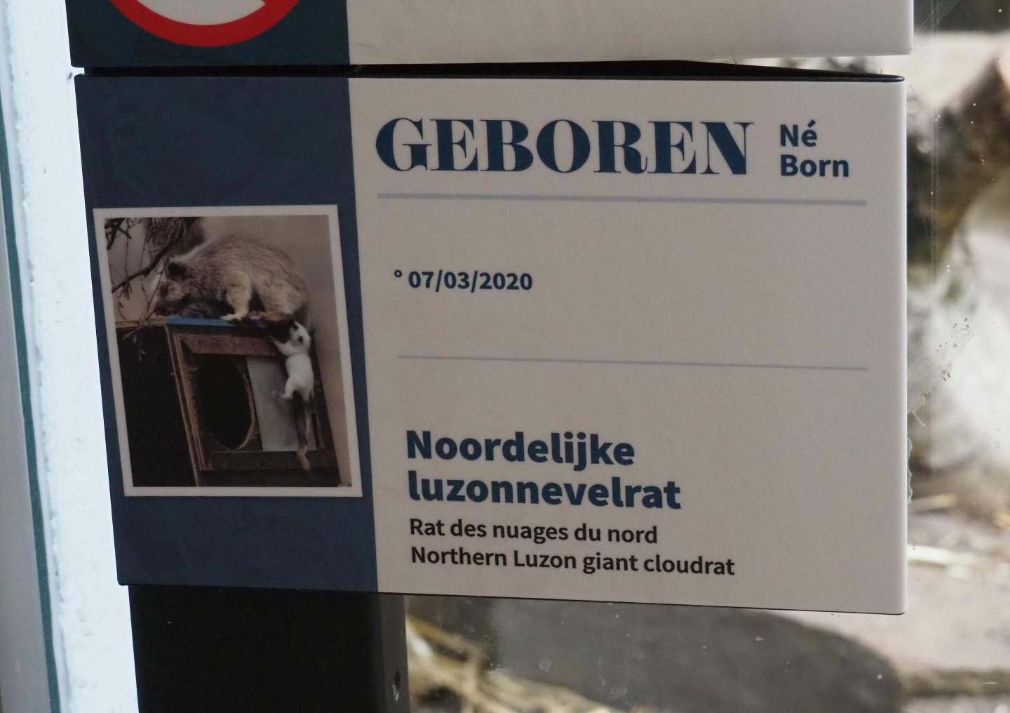 Birth sign Northern Luzon giant cloud rat, 2020-05-24
