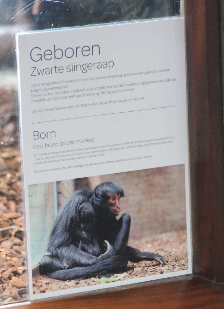 Birth-sign Red-faced spider monkey