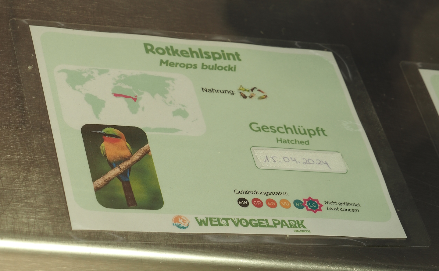 Birth sign Red-throated bee-eater, 2024-05-21