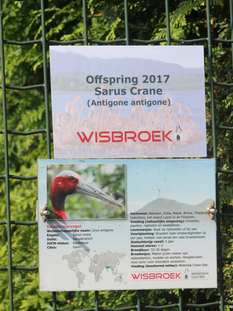 Birth-sign Sarus crane