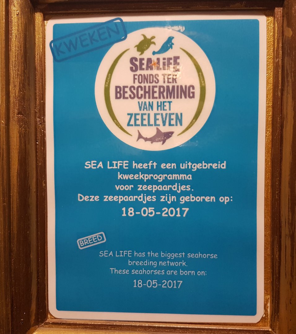 Birth-sign Seahorses