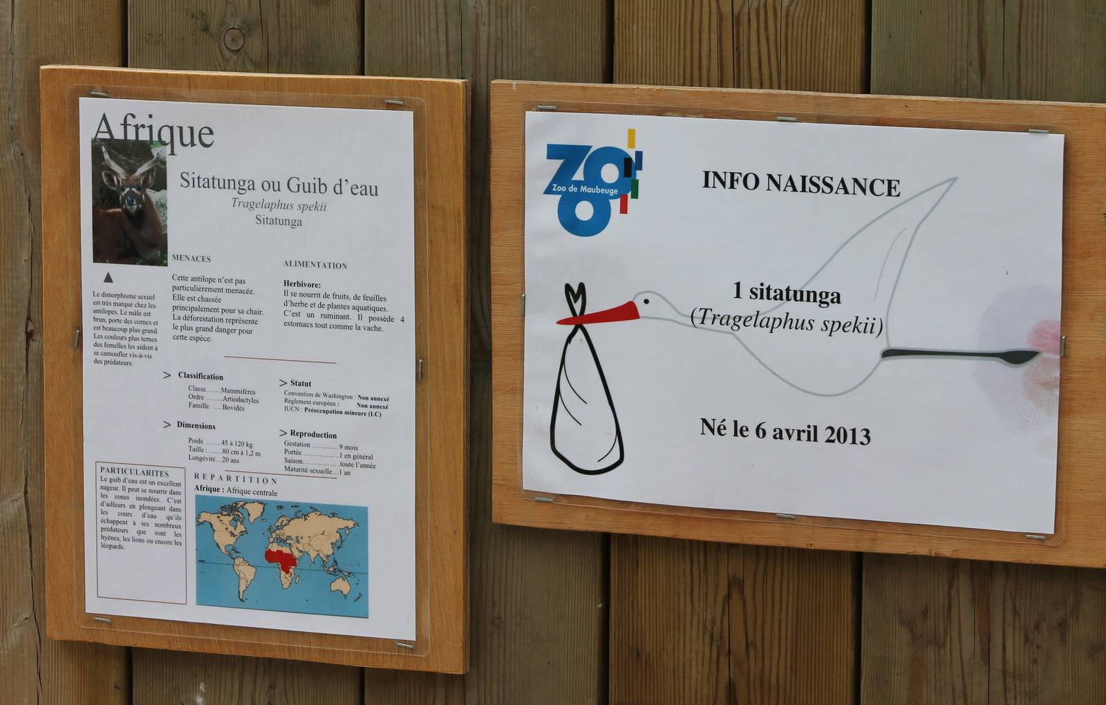 Birth-sign Sitatunga