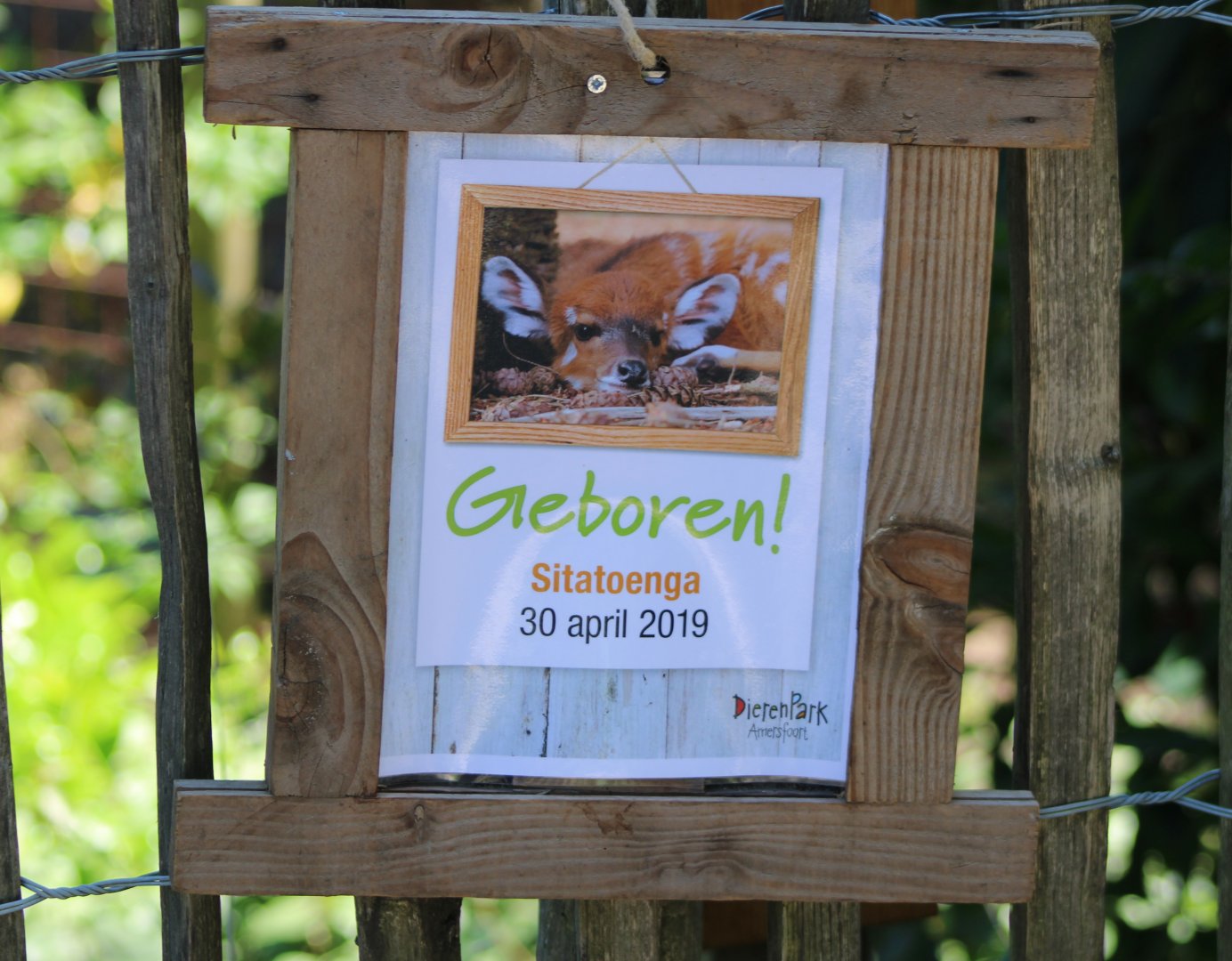 Birth-sign Sitatunga