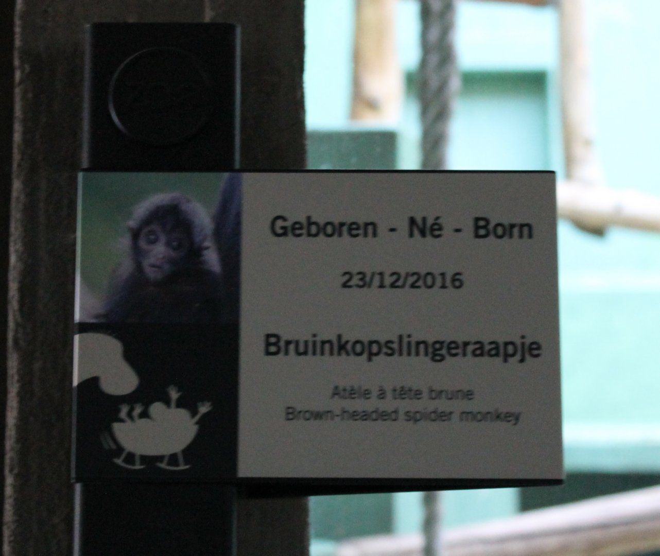 Birth-sign Spider monkey
