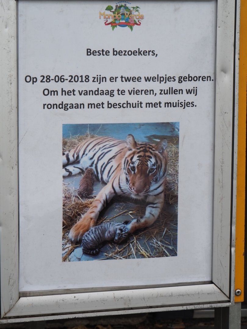 Birth sign tiger cubs (Aug 28th, 2018)