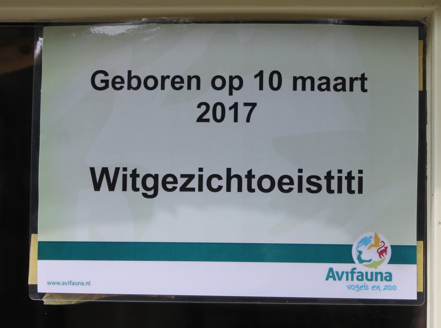 Birth-sign White-faced marmoset